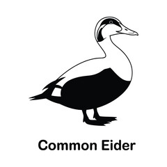 Common eider bird silhouette illustration