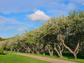 Fototapeta premium Row of trees with green leaves and white flowers. The trees are in a field and there is a road in front of them in apple garden