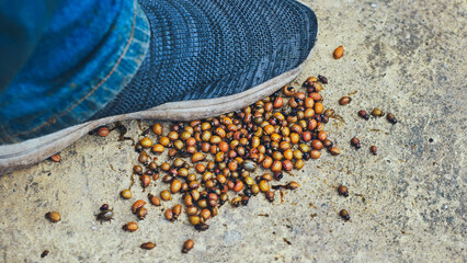 Farmer crushing colorado potato beetles with shoe on concrete floor