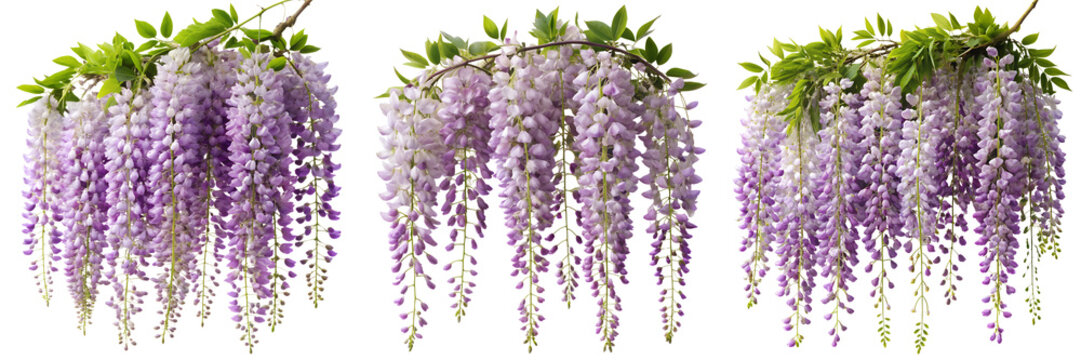 Set of Wisteria blossoms cascade isolated on a transparent background