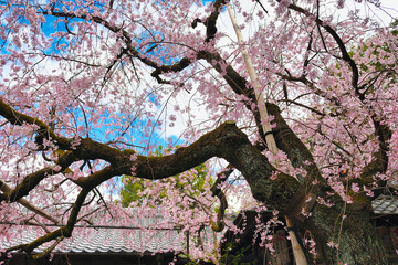 京都　水火天満宮　美しい枝垂れ桜（しだれ桜）（日本京都府京都市）Beautiful weeping cherry blossoms at Suika Tenmangu Shrine in Kyoto (Kyoto City, Kyoto Prefecture, Japan)