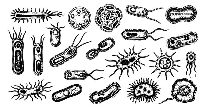 Vintage bacteria and microbes set with various shapes black and white line art