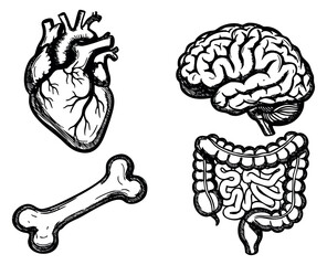 Obraz premium Vintage human organ set with heart brain bone and intestines hand drawn outline illustration