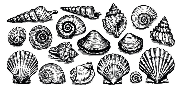Vintage seashell collection with conch clam and spiral shells black and white line art