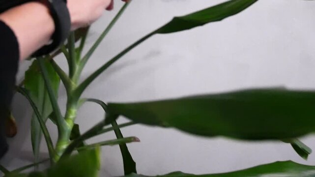 Woman tending to houseplant leaves, removing dried parts from a green stalk plant for home plant care.