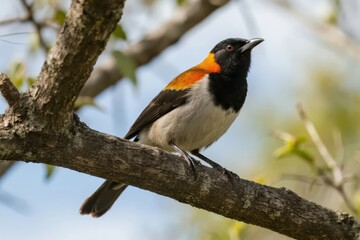 Fototapeta premium A colorful bird with black, white, and orange plumage perched on a tree branch in a natural setting
