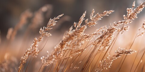 Golden meadow grasses swaying in soft late summer light. Shallow focus and warm hues create a seasonal nature scene with calm natural ambiance.