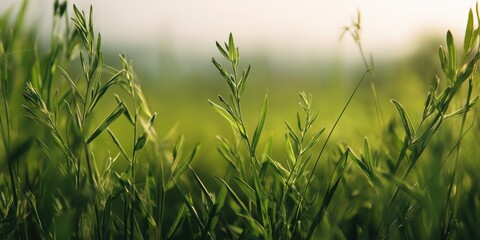 Green meadow foliage softly illuminated by early morning sunlight. Gentle blur and natural bokeh create a peaceful spring landscape at sunrise.