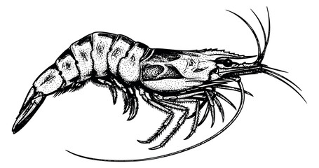 Vintage shrimp illustration black and white line art