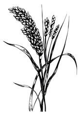 Fototapeta premium Vintage wheat plant illustration hand drawn sketch