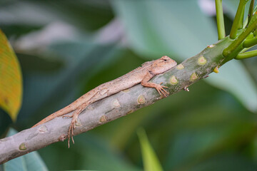 A small, light brown lizard, likely an Oriental Garden Lizard (Calotes versicolor), resting on a smooth, slightly textured green-brown branch.