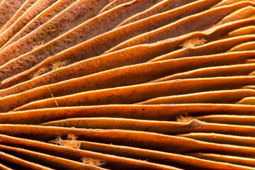 mushroom plates with a solid background. colorful detailed macro photo of a mushroom with a blurred background. space for text. natural beauty.