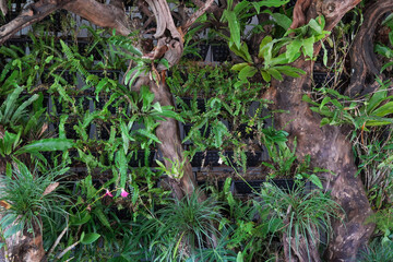 A lush indoor garden featuring a miniature forest ecosystem. Bright green moss, various ferns, orchids, exposed tree roots, natural driftwood, and river rocks create a serene, biophilic design.