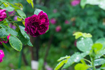 red roses on a bush with raindrops and dew on a blurred background with bokeh. space for text....