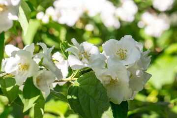 jasmine. colorful photo of a flower in its natural habitat. close-up. blurred background with highlights and bokeh.