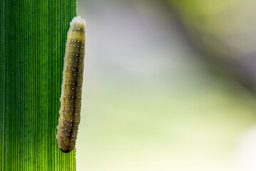 a green caterpillar on a blurred background with highlights and bokeh. a colorful macro photo of an...