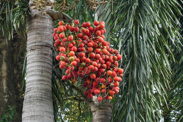 A close-up view of a vibrant cluster of bright red and partially green Areca or Betel nuts (Areca catechu) hanging from a tropical palm tree trunk, surrounded by dense green fronds. © Alvi Prasetya