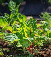 Swiss chard growing in a garden bed. Fresh leafy beet with vibrant green leaves and stems in natural daylight, home vegetable garden cultivation and organic produce concept.