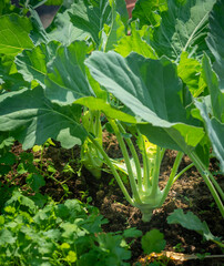 Young kohlrabi plant growing in a garden bed. Fresh green leaves in natural daylight, home vegetable garden cultivation and organic produce concept with soft background.