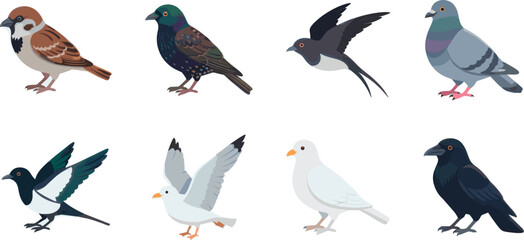 Bird species variety illustration set