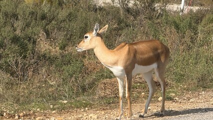Fototapeta premium Fossil Rim Wildlife Center, Glen Rose, Texas, USA.