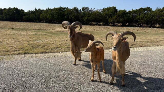 Aoudad, also known as Barbary sheep, are a species of caprine found in Africa. Despite their appearance, aoudad are neither sheep nor goats. They can be seen at the Fossil Rim Wildlife Center in Texas