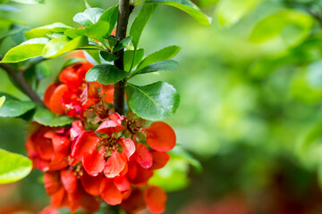 Obraz premium Japanese quince on the background of its green foliage. beautiful red flowers and inflorescences. close-up. natural light.