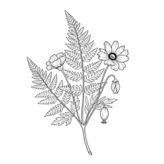 Elegant Monochrome Botanical Illustration: Detailed Line Art of Fern Frond with Blooming Flowers and Buds on White Background