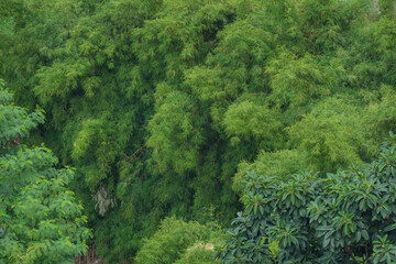 Fototapeta premium A dense, lush green wall of tropical foliage, creating a vibrant natural background or texture.