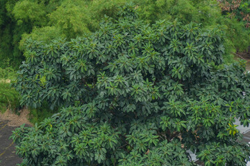 A dense, lush green wall of tropical foliage, creating a vibrant natural background or texture.
