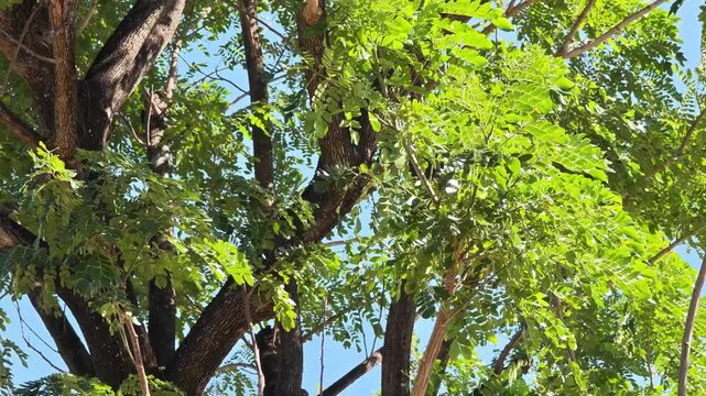 The wind rustles the green leaves.
