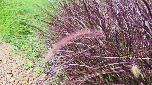 Fountain grass or dwarf fountain grass with pink-white to brownish flowers.	