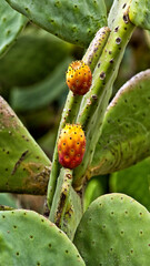 cactus avec fruits, photo format 9:16