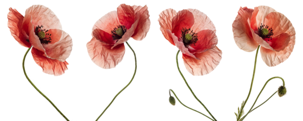 Poppies grow with soft petals and dark centers. These flowers show various angles and light through their thin colors. The setting is simple and emphasizes their natural beauty.