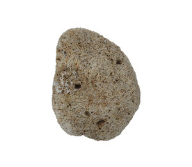 sea shell isolated on white background