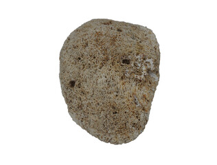 sea shell isolated on white background