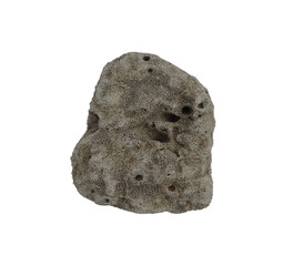 sea shell isolated on white background