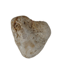 sea shell isolated on white background