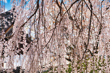 京都　本満寺　美しい枝垂れ桜（しだれ桜）（日本京都府京都市）
Beautiful weeping cherry blossoms at Honmanji Temple in Kyoto (Kyoto City, Kyoto Prefecture, Japan)