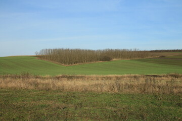 Obraz premium A green field with trees