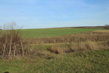 A grassy field with trees