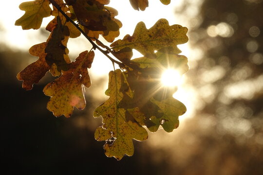 Bl&auml;tter einer im Herbst bei gegenlicht