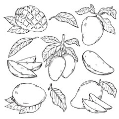 Set of hand drawn tropical Mango fruit outline drawing food illustration