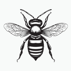 bee vector illustration