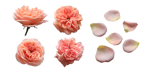 set of rose flowers and petals isolated on transparent