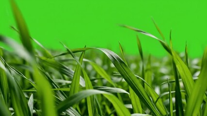 Nature's whisper grass hum with subtle grass texture blowing in effect green screen organic textures style featuring organic