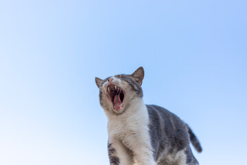 white cat looking up © Rodrigo Silva