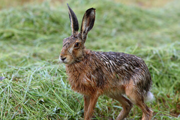 A hare in the field, wet because of the rain.