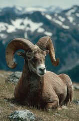 Mountain bighorn sheep resting on rocky hill