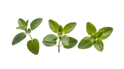 Fototapeta premium Three sprigs of fresh oregano herb green isolated on a transparent background